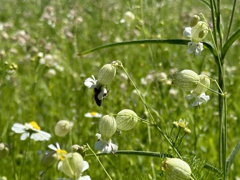Bee gathering nectar from white daisies beside ribbed green seed pods in a sunlit wildflower field.