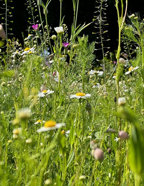 Close-up of a sunlit wildflower meadow with green grasses, small white and yellow flowers, and a few pink blossoms, with a softly blurred background.