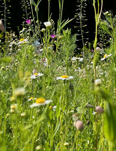 Close-up of a sunlit wildflower meadow with green grasses, small white and yellow flowers, and a few pink blossoms, with a softly blurred background.