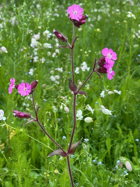 Close-up of a meadow flower with bright pink blossoms on slender, slightly hairy stems. In the background, a green, softly blurred meadow with small white flowers.