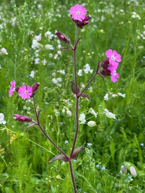Close-up of a meadow flower with bright pink blossoms on slender, slightly hairy stems. In the background, a green, softly blurred meadow with small white flowers.