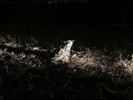 A small, glowing anthill on dark ground covered with dry grass and leaves