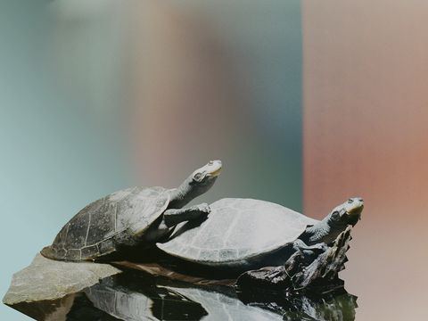 Two turtles resting on a dark reflective surface against a blurred multicolored background