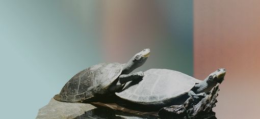 Two turtles resting on a dark reflective surface against a blurred multicolored background