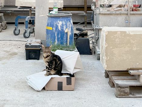 A cat is sitting on a parcel at a construction site.