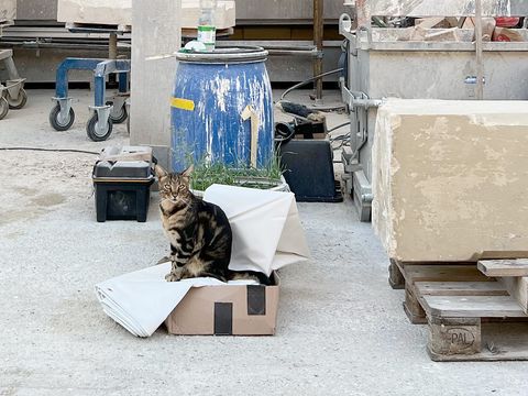 Eine Katze sitzt auf einem Paket auf einer Baustelle.