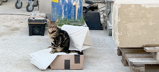 Eine Katze sitzt auf einem Paket auf einer Baustelle.