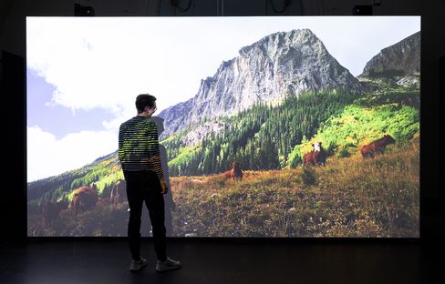 Person wearing a striped top stands in front of a large projection of a mountain landscape with multiple cows on a meadow.