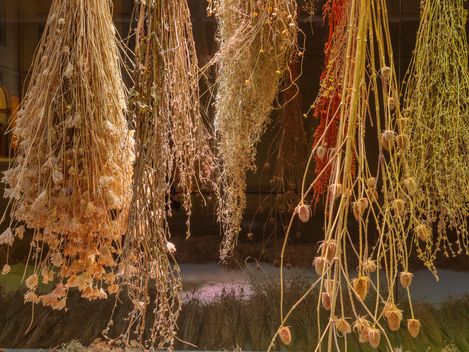 Installation mit getrockneten Pflanzen in der MQ Art Box