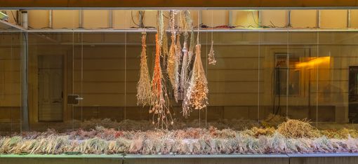 Getrocknete Pflanzen hängen in der MQ Art Box über einer flachen Schicht weiterer getrockneter Pflanzen.