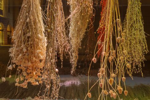 Installation mit getrockneten Pflanzen in der MQ Art Box