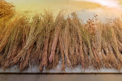 Installation mit getrockneten Pflanzen in der MQ Art Box