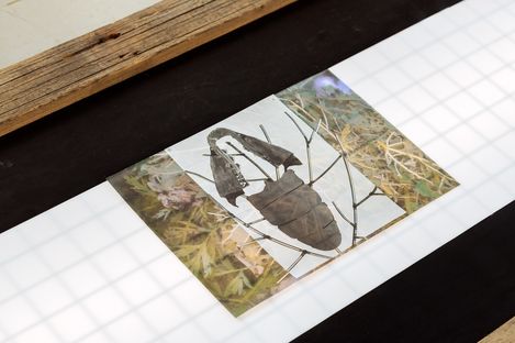 Close-up of an image featuring an insect motif, displayed on a flat surface within the installation.