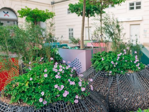 Mehrere bepflanzte, rund geformte Pflanzgefäße mit Gitternetzstruktur stehen in einem Innenhof vor einem hellen Gebäude mit Fenstern.
