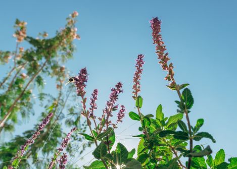 Mehrere hohe Blütenstände mit kleinen Blüten vor blauem Himmel, im Vordergrund grüne Blätter und Spinnweben sichtbar