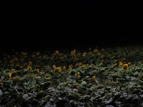 Sonnenblumenfeld bei Nacht mit nur wenigen sichtbaren Blüten im schwachen Licht.