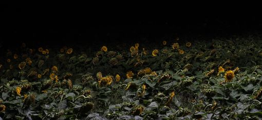 Sonnenblumenfeld bei Nacht mit nur wenigen sichtbaren Blüten im schwachen Licht.