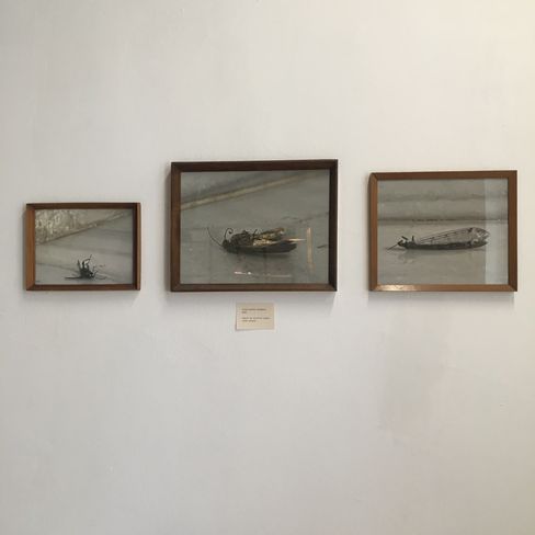 Three framed photos of dead insects on a white wall with a small label below the middle frame.