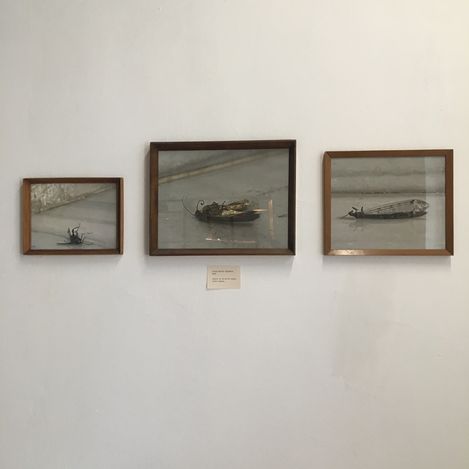 Three framed photos of dead insects on a white wall with a small label below the middle frame.