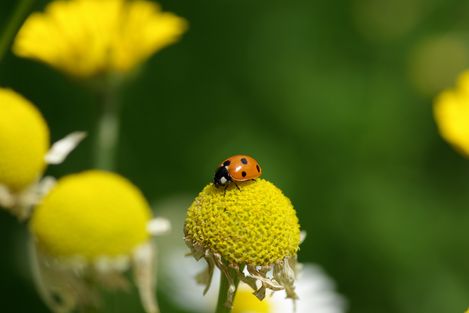 Siebenpunkt Marienkafer, Coccinella septempunctata