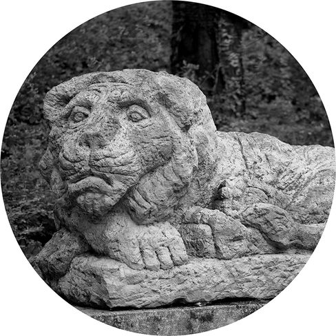 Schwarz-weißes, kreisförmiges Detail einer Steinskulptur eines Löwen, seitlich aufgenommen, mit betonten Gesichtszügen.