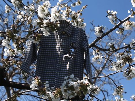 Ein kariertes Hemd hängt zwischen blühenden Zweigen eines Baums vor blauem Himmel.