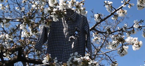 Ein kariertes Hemd hängt zwischen blühenden Zweigen eines Baums vor blauem Himmel.