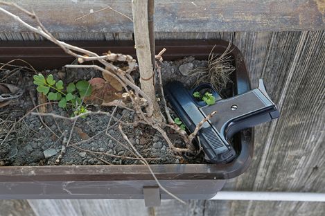 Flower pot with soil and plant remains containing a handgun placed among branches and small plants.