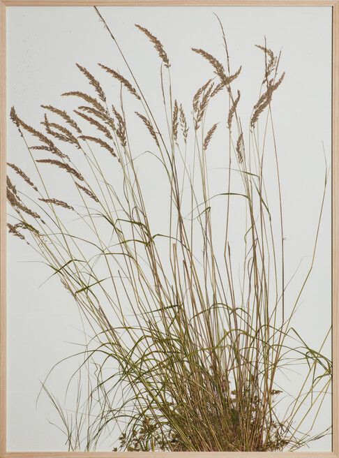 Close-up of multiple grass stems and seed heads against a light background.