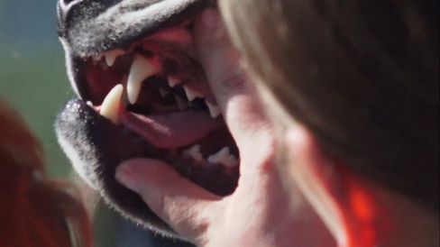 Close-up of an open dog's mouth showing teeth and tongue with a hand holding the mouth open.
