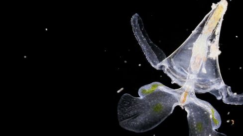 Transparent bell-shaped marine organism with spread wings against a black background