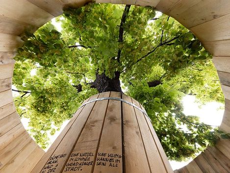 View from inside a wooden enclosure around a tree trunk looking up at green leaves