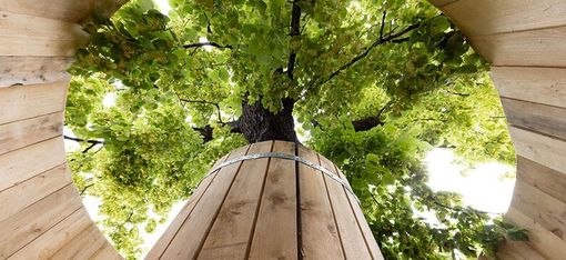 View from inside a wooden enclosure around a tree trunk looking up at green leaves