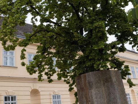 Large tree with dense foliage in a rectangular wooden planter in front of a light-colored multi-story building with many windows