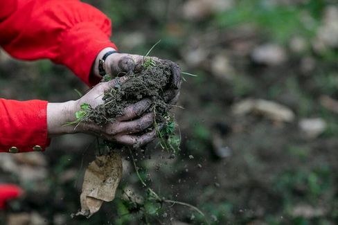 Hands in dirty gloves holding a clump of soil with grass and leaves against a blurred background.