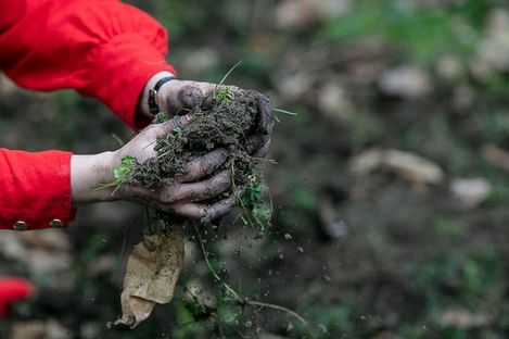 Hands in dirty gloves holding a clump of soil with grass and leaves against a blurred background.