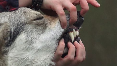Close-up of a dog with its mouth opened by two hands to show its teeth.