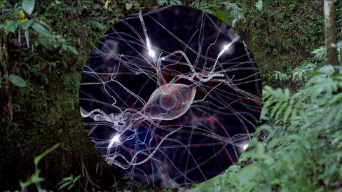 Close-up of a neuron with branching dendrites against a forest background