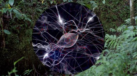 Close-up of a neuron with branching dendrites against a forest background