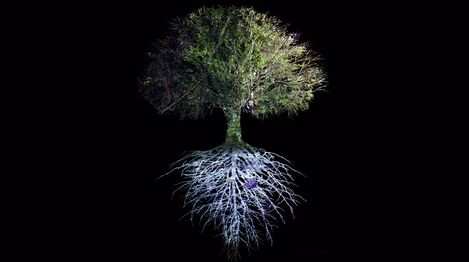 A single tree with visible branches and roots against a black background