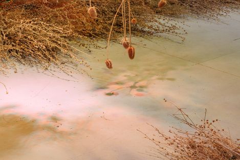 Getrocknete Disteln hängen über einer spiegelnden Wasseroberfläche mit schwachen Spiegelungen von Pflanzen.