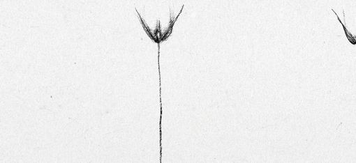 Black-and-white drawing of three thin plants with long stems and small flower heads at the top