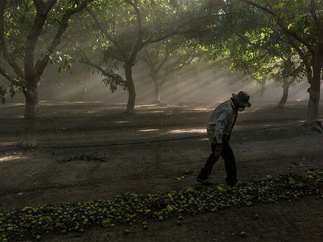 A man wearing a hat walks along a row of fallen fruit on the ground in a shaded orchard with trees