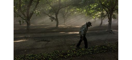 A man wearing a hat walks along a row of fallen fruit on the ground in a shaded orchard with trees