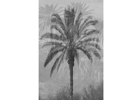 A single palm tree with long curved fronds against a background of more palms and dense vegetation