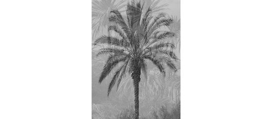 A single palm tree with long curved fronds against a background of more palms and dense vegetation