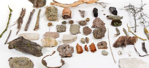 Various natural materials including bark, twigs, moss, and stones arranged on a white background