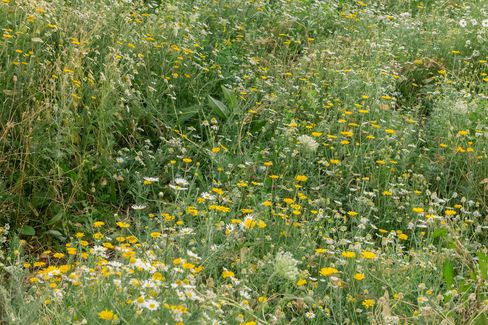 Wide view of a natural meadow with many yellow and white wildflowers among dense green grass.