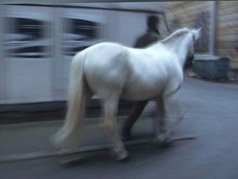 Weißes Pferd wird von einer Person in einem Innenhof geführt
