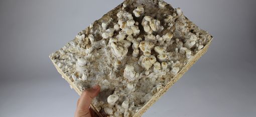 Against a neutral background, a hand is holding a grey, uneven slab measuring approximately 20 cm by 30 cm, on which mushrooms appear to have taken root.